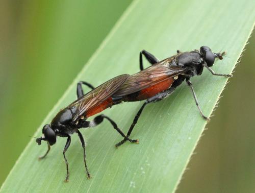 Brachypalpoides lentus