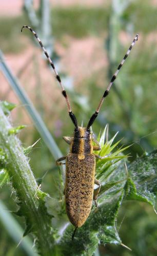Réf. 57 979 : Agapanthia dahli