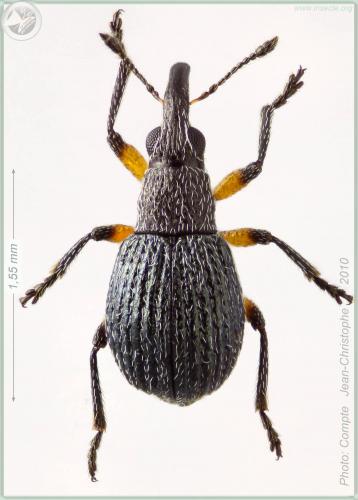Oryxolaemus flavifemoratus