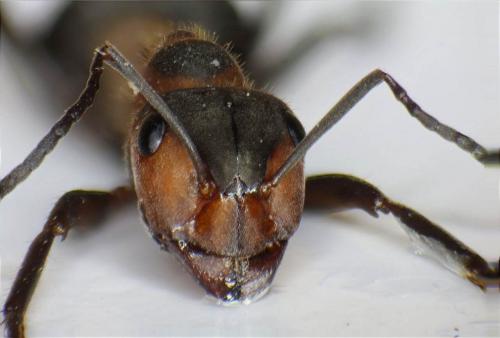 Réf. 57 301 : Formica pratensis