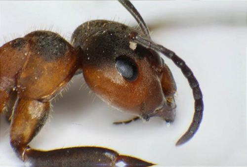 Formica pratensis