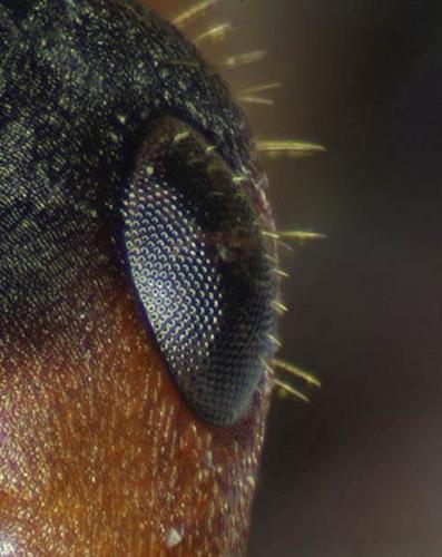 Formica pratensis