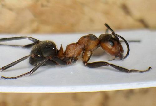 Réf. 57 288 : Formica pratensis