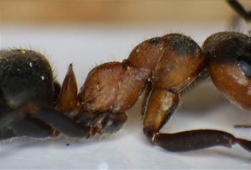 Formica pratensis