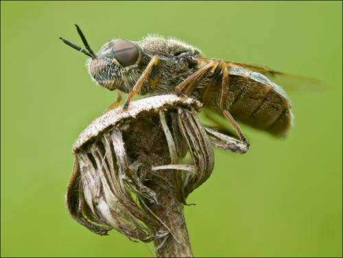 Réf. 57 022 : Odontomyia argentata