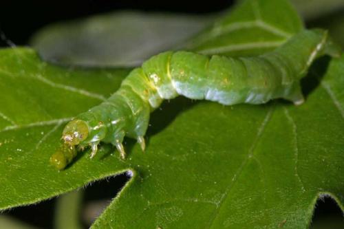 Epirrita sp.