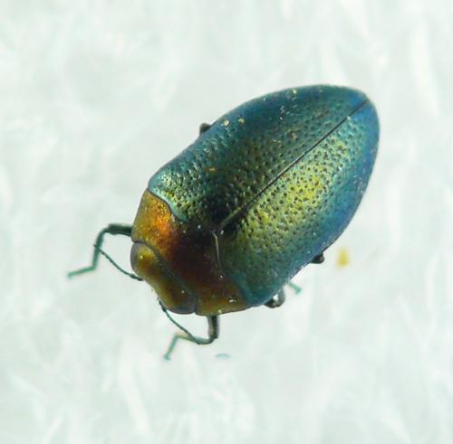 Réf. 57 973 : Trachys troglodytiformis