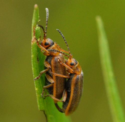 Réf. 57 748 : Galerucella sp.