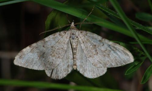 Réf. 57 036 : Nebula salicata