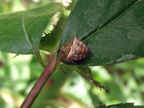 Gibbaranea bituberculata