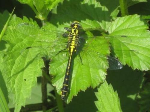 Gomphus vulgatissimus