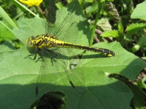 Réf. 57 878 : Gomphus vulgatissimus