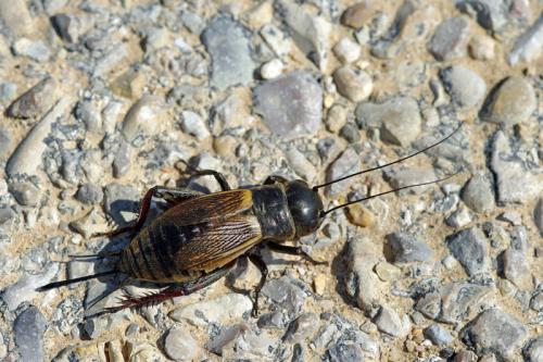 Réf. 57 588 : Gryllus campestris
