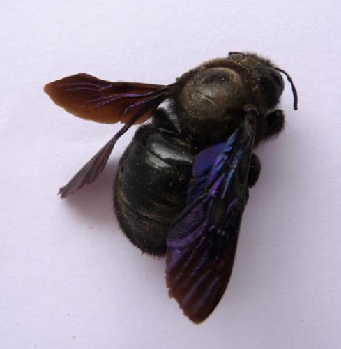 Xylocopa sp.