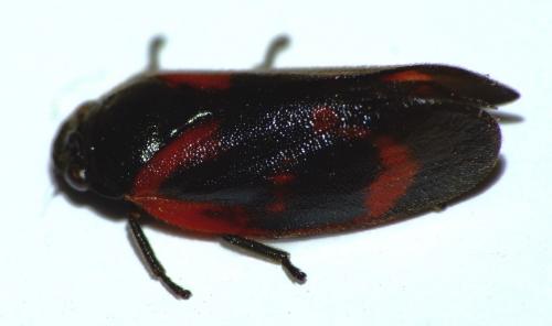 Haematoloma dorsata