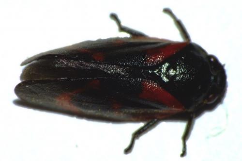 Haematoloma dorsata