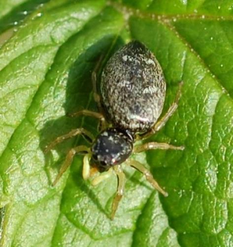 Heliophanus cupreus
