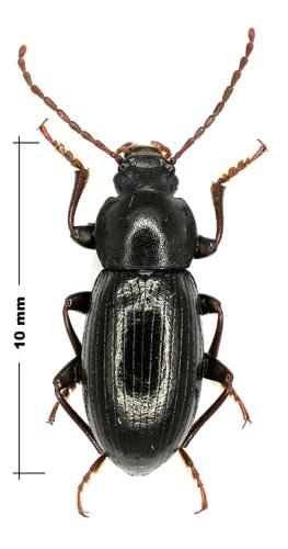 Nalassus assimilis
