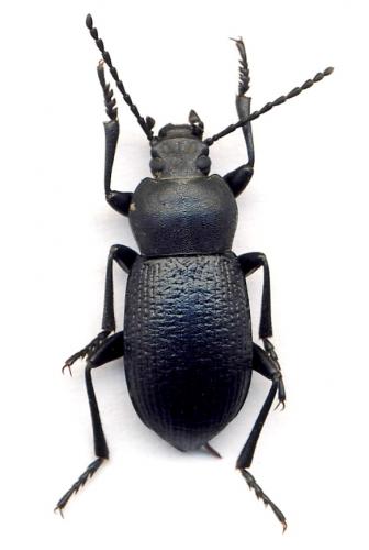 Réf. 57 673 : Euboeus anthracinus