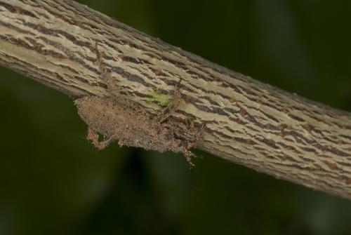 Reduvius personatus