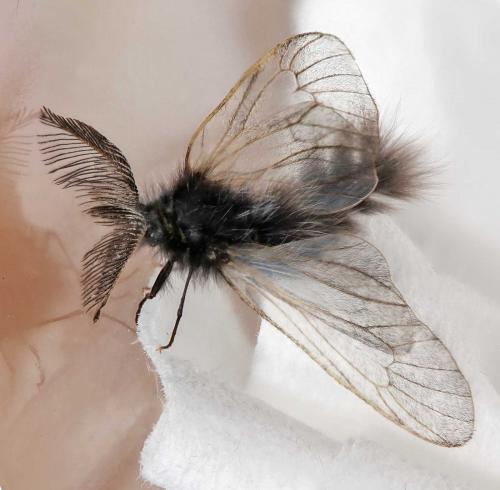 Réf. 57 374 : Ptilocephala sp.