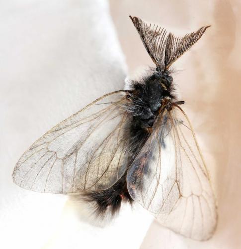 Réf. 57 375 : Ptilocephala sp.