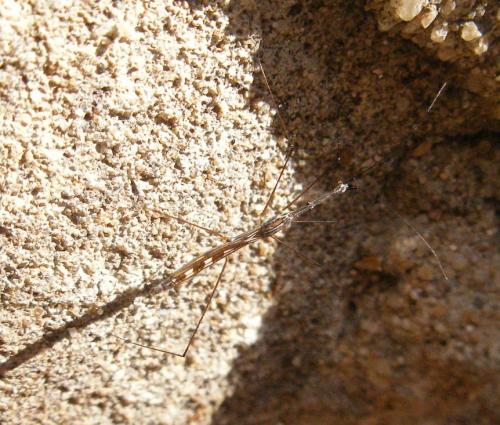 Hydrometra sp.