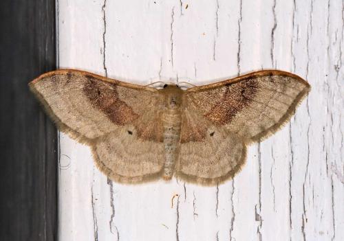 Réf. 57 377 : Idaea degeneraria