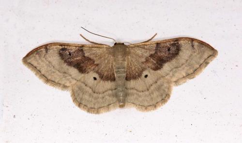 Réf. 57 378 : Idaea degeneraria
