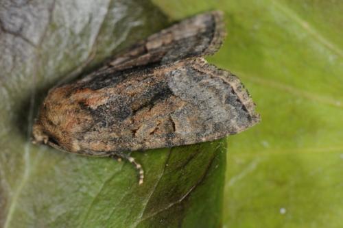 Oligia sp.