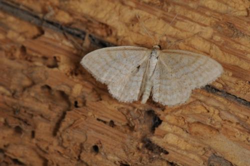 Réf. 57 982 : Idaea macilentaria