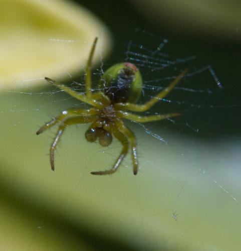 Araniella sp.