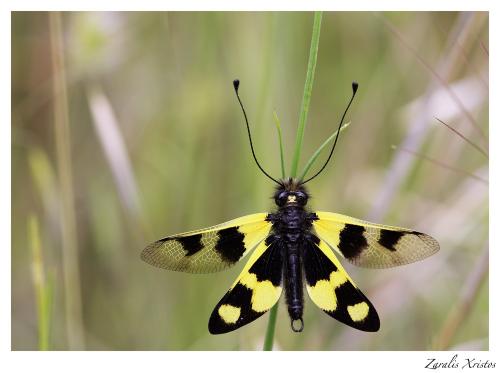 Libelloides macaronius