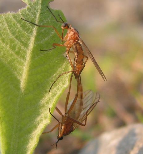 Réf. 57 021 : Empis trigramma