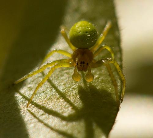 Araniella sp.