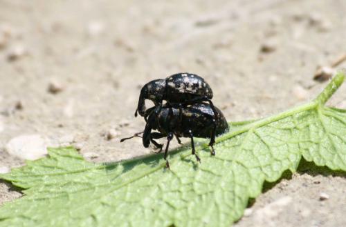 Liparus sp.