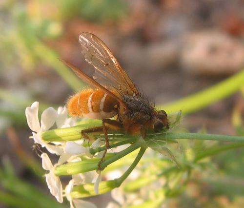 Scathophaga stercoraria