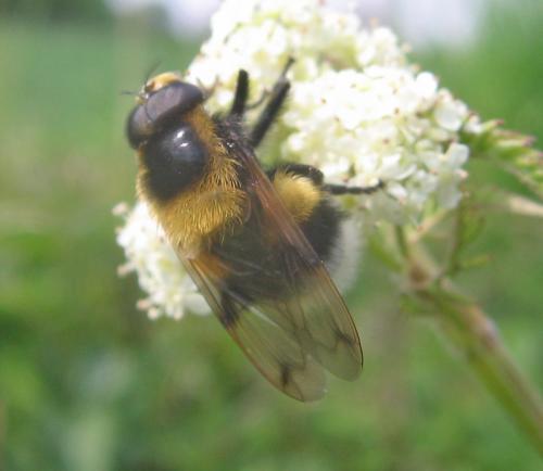 Volucella bombylans