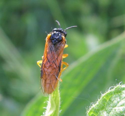 Réf. 57 204 : Selandria melanosterna