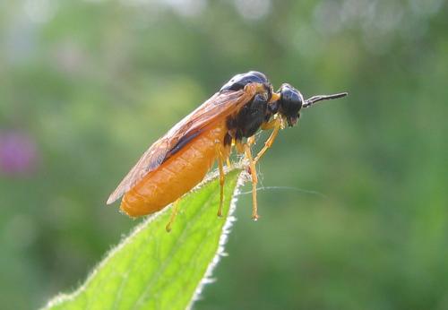 Selandria melanosterna