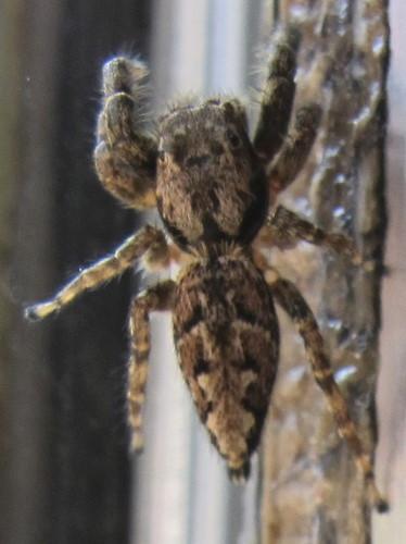 Marpissa muscosa