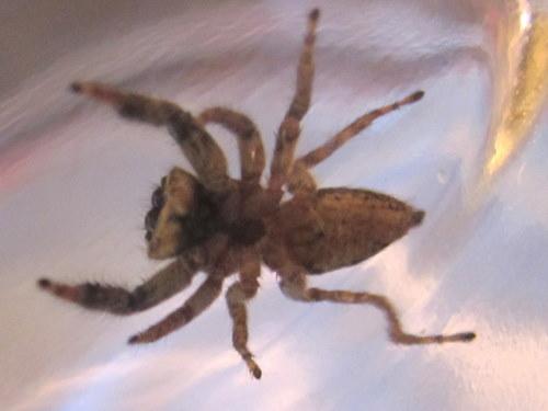 Marpissa muscosa