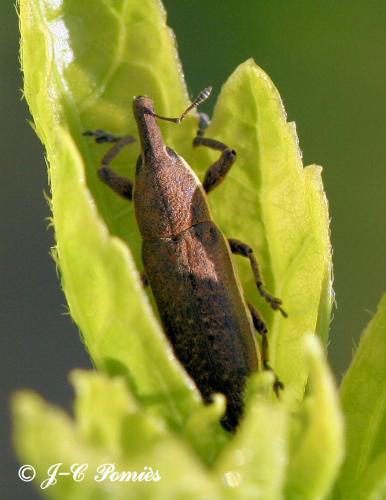 Réf. 57 373 : Lixus sp.