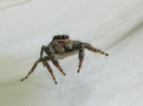 Marpissa muscosa