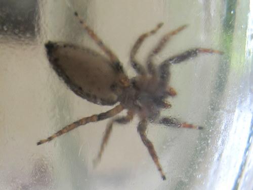 Marpissa muscosa