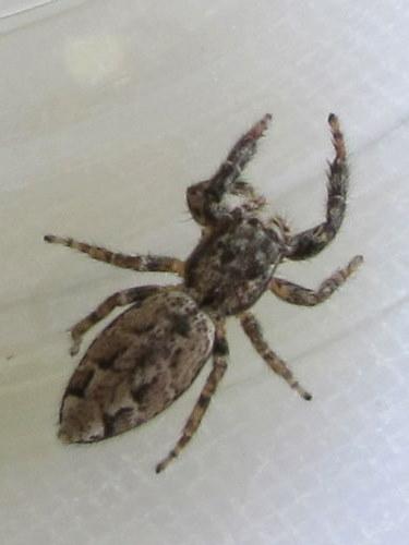Réf. 57 635 : Marpissa muscosa