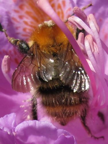 Bombus pascuorum
