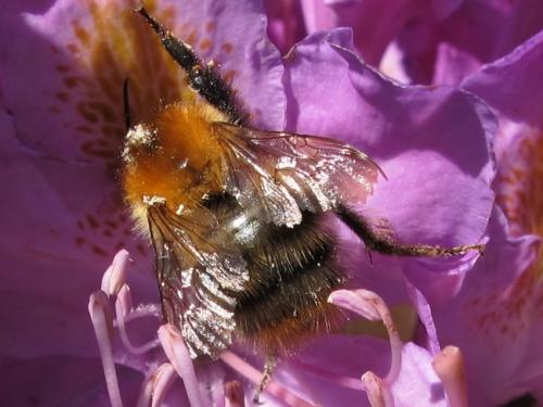 Bombus pascuorum