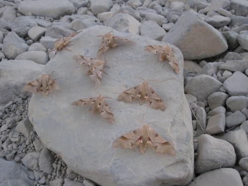 Réf. 57 788 : Marumba quercus