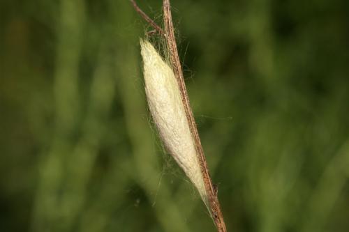 Siona lineata